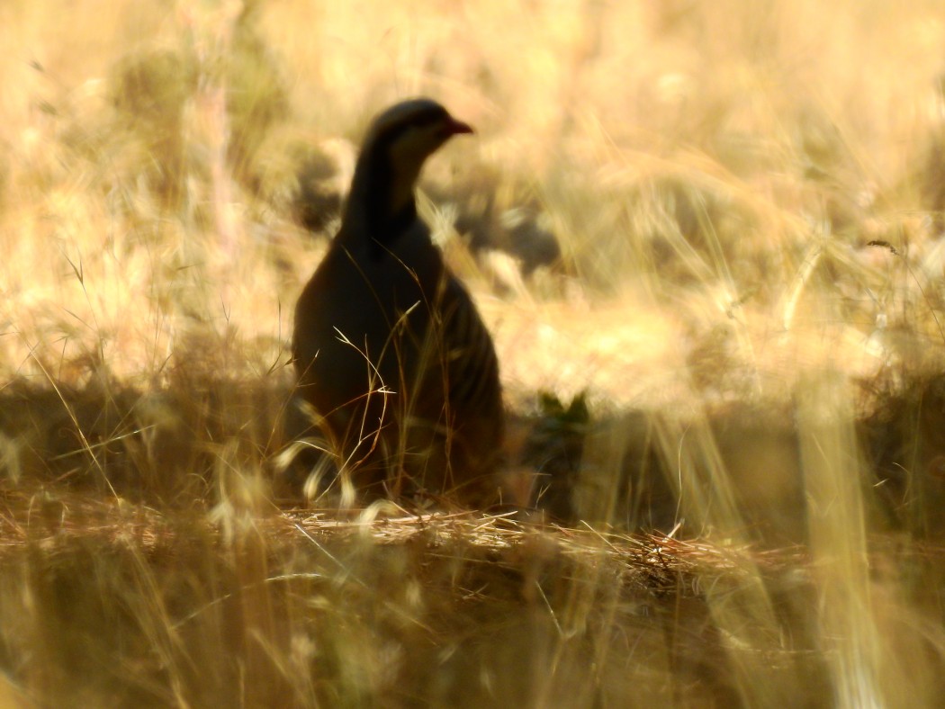 Chukar Partridge
