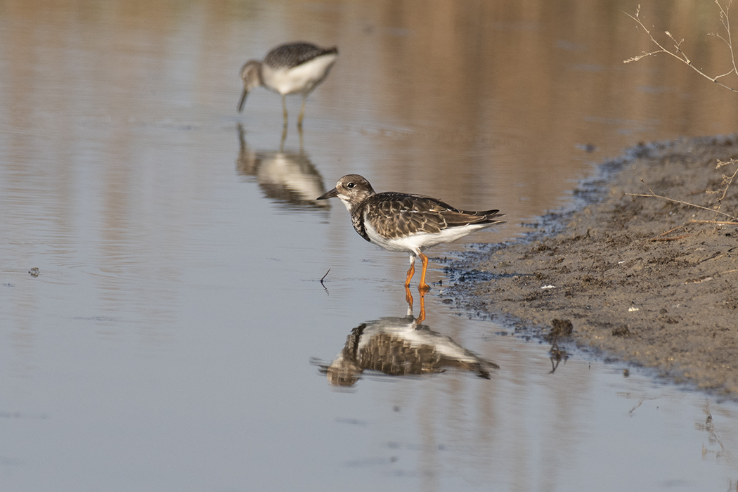 Ruddy Turnstone