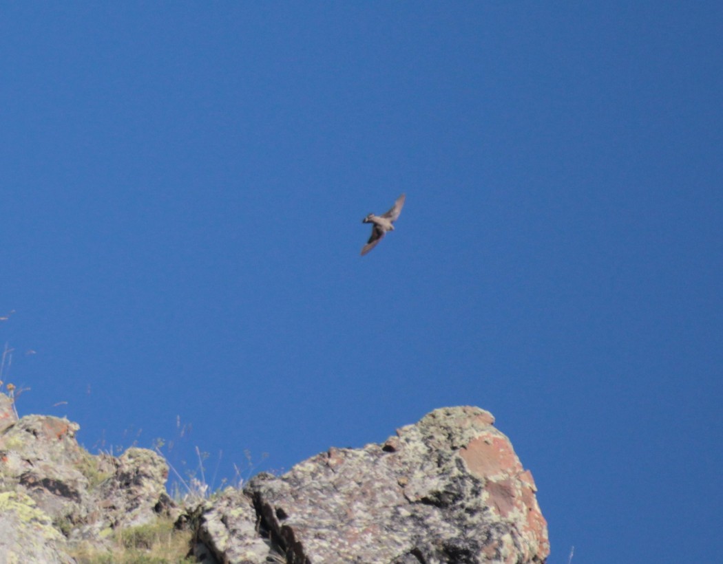 Eurasian Crag Martin