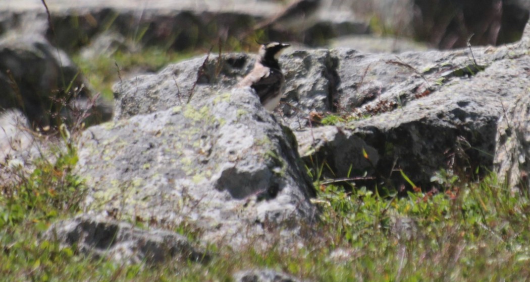 Horned Lark