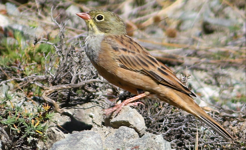 Ortolan Bunting