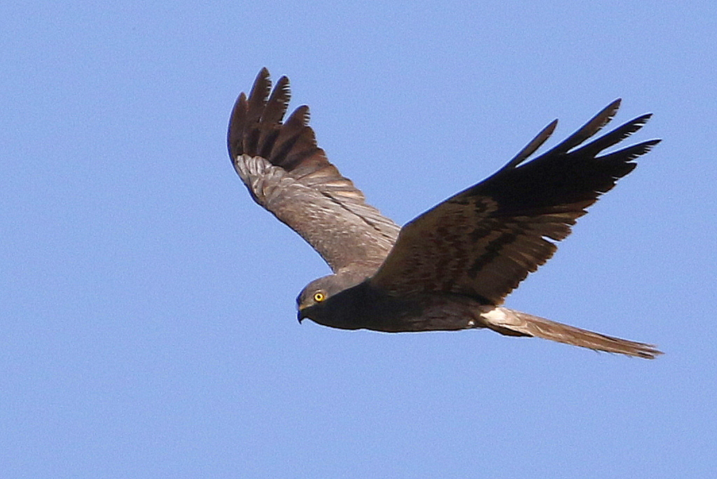 Montagu`s Harrier
