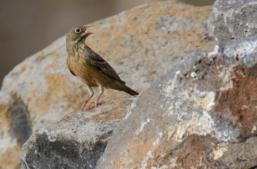 Ortolan Bunting