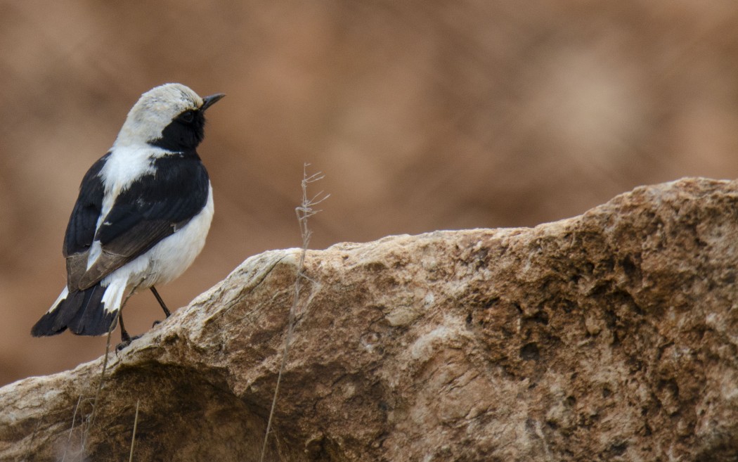 Aksırtlı Kuyrukkakan