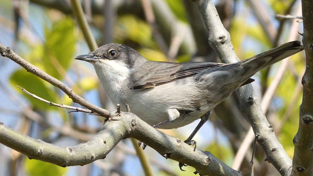 Eastern Orphean Warbler