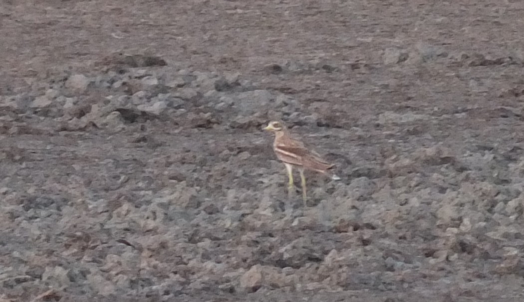 Eurasian Stone-curlew