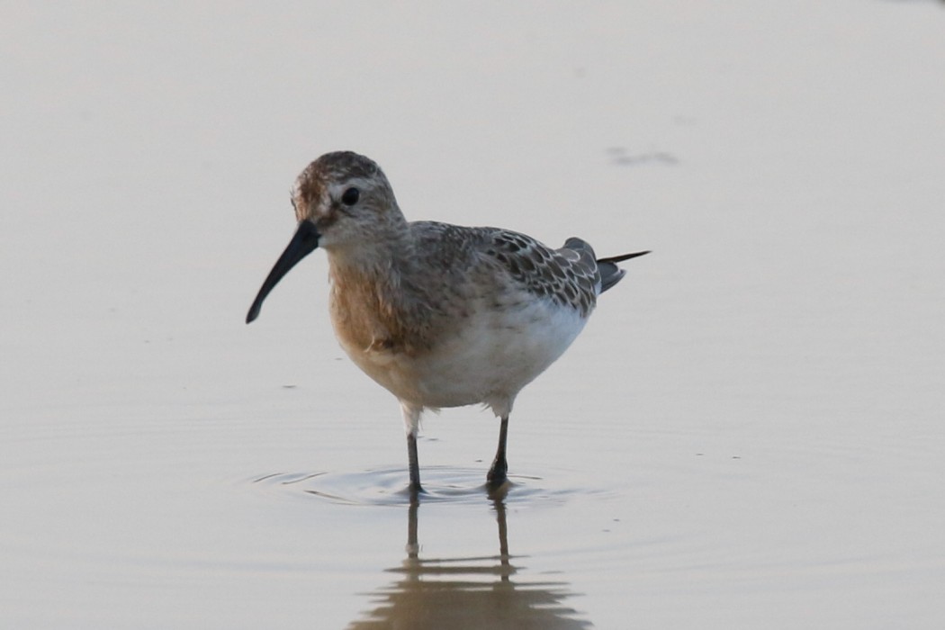 Curlew Sandpiper