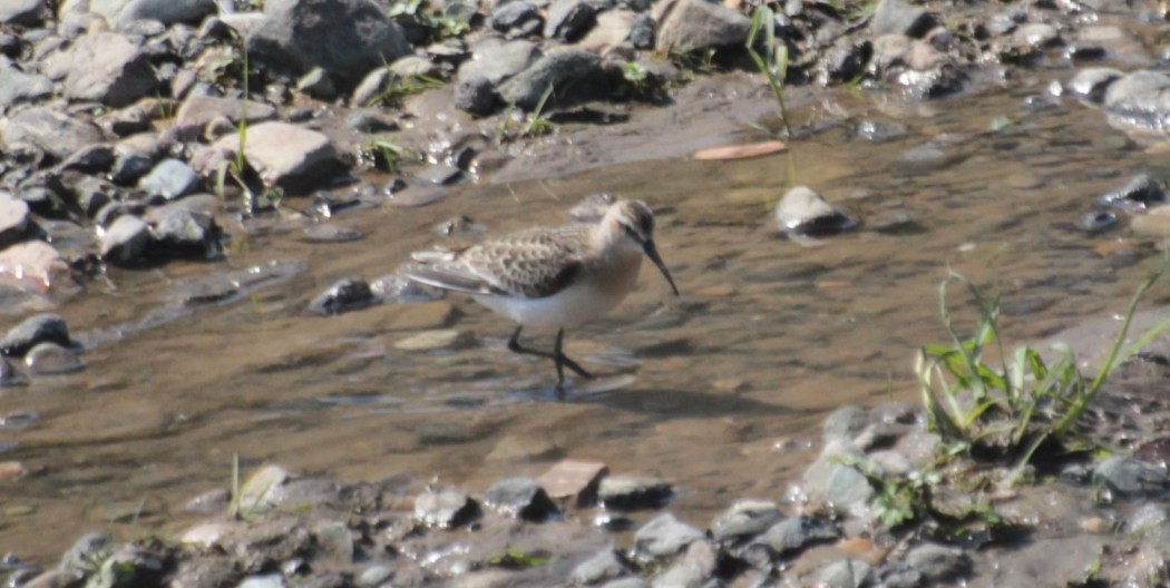 Curlew Sandpiper