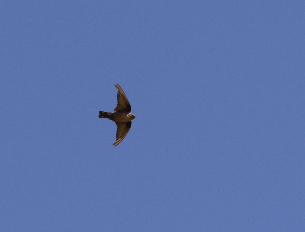 Eurasian Crag Martin
