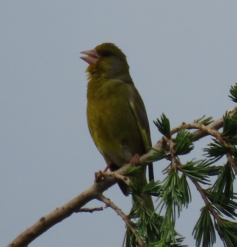 European Greenfinch