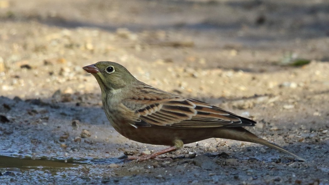 Ortolan Bunting