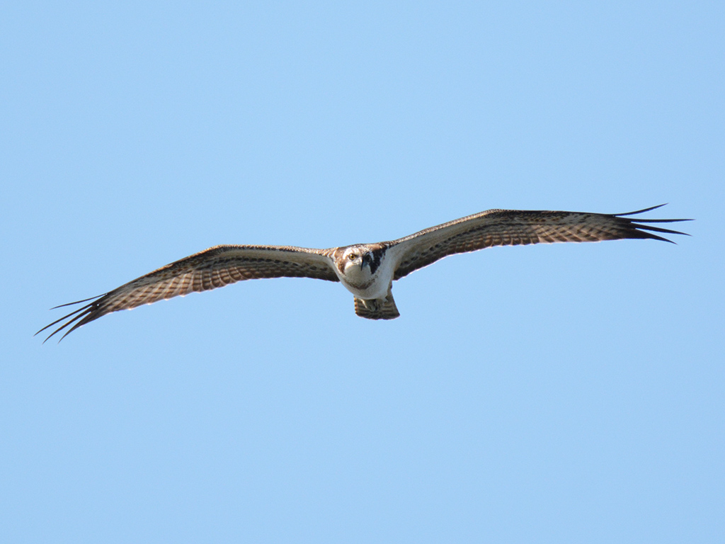 Osprey