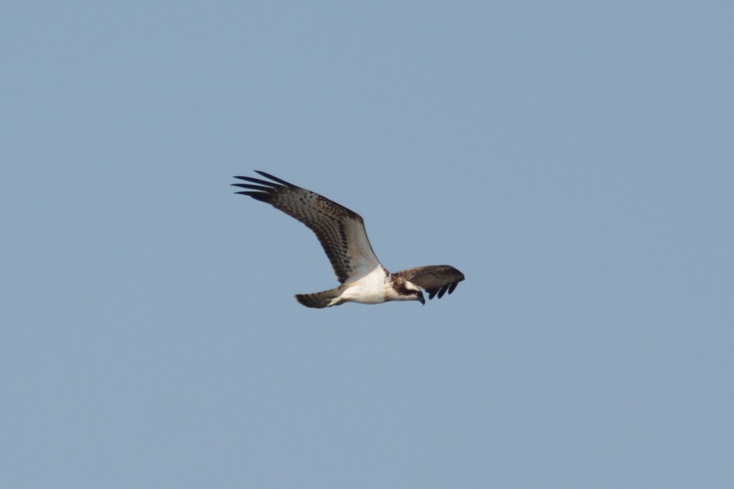 Osprey