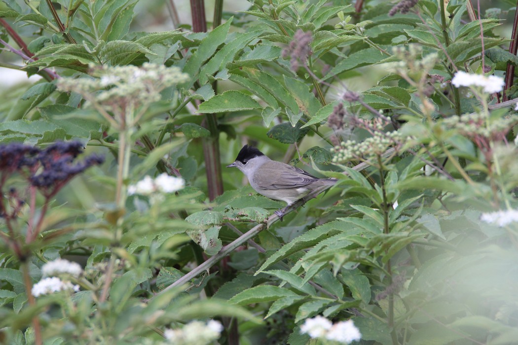 Eurasian Blackcap