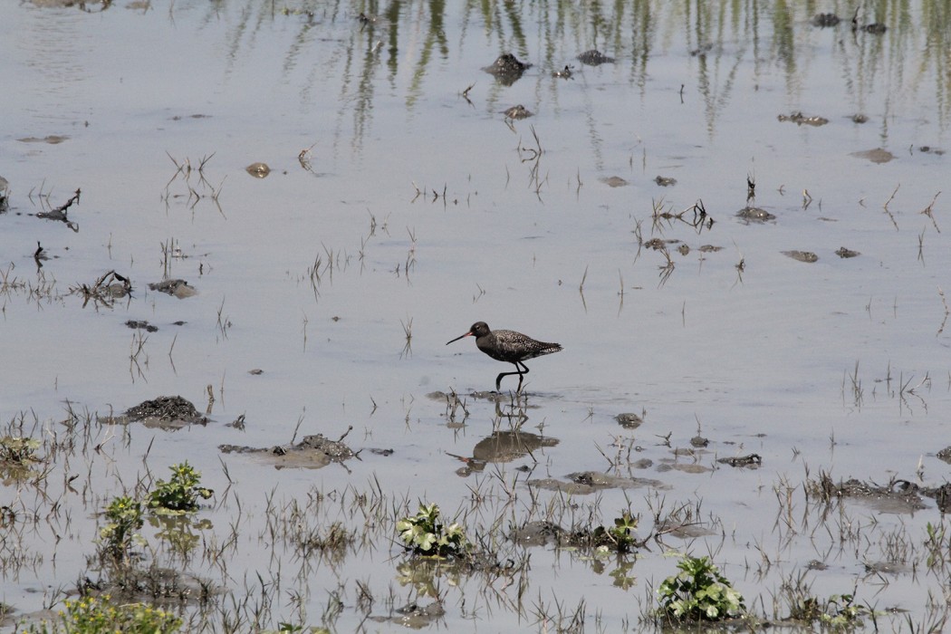 Spotted Redshank