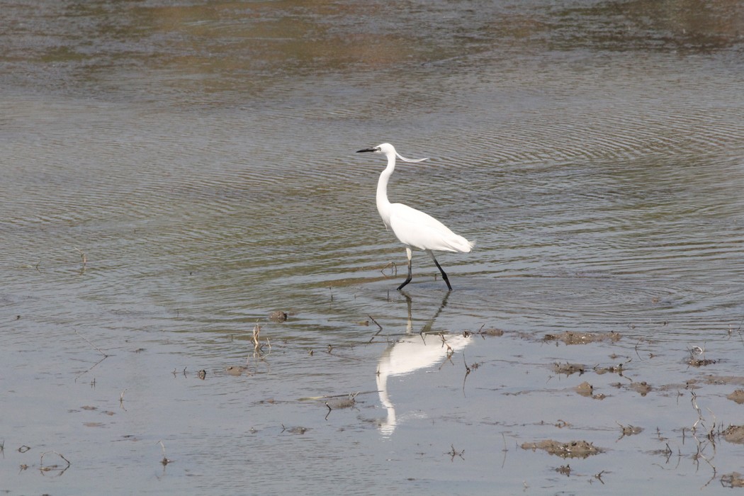 Little Egret