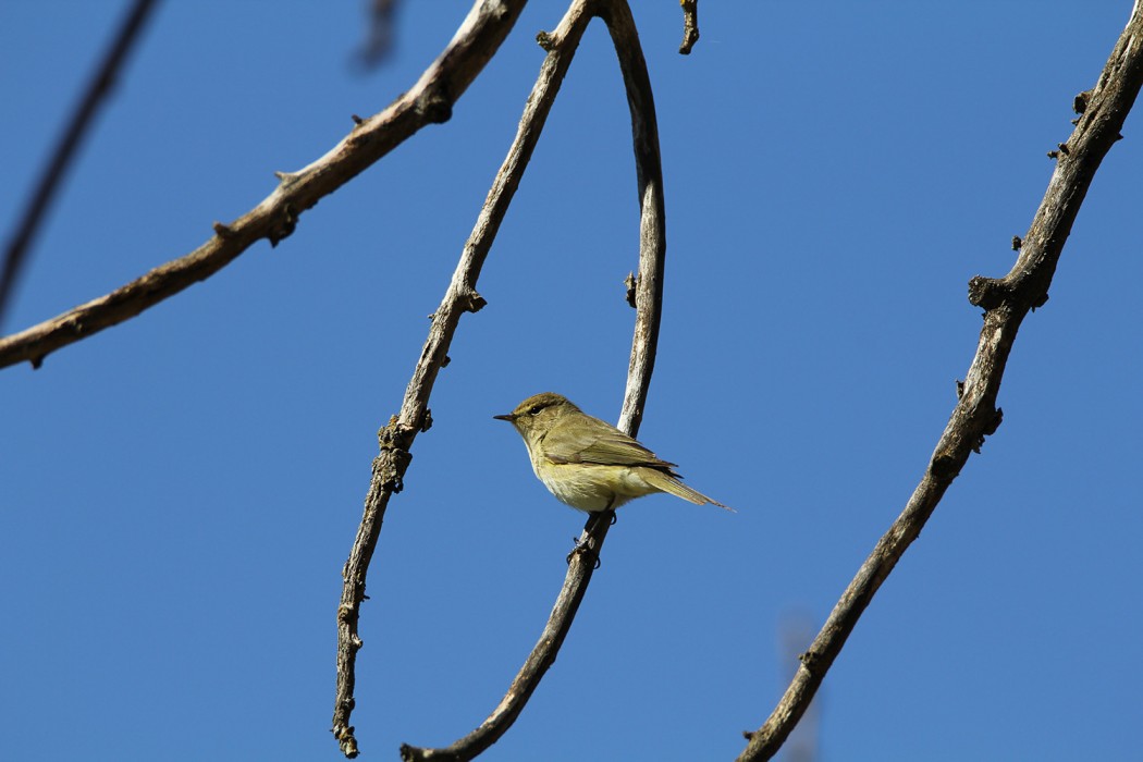 Common Chiffchaff