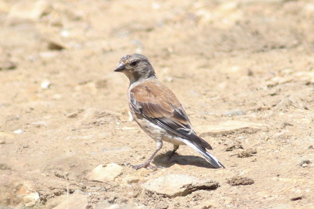 Common Linnet
