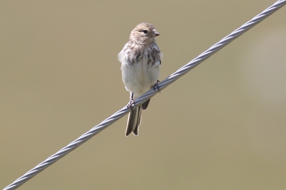 Twite