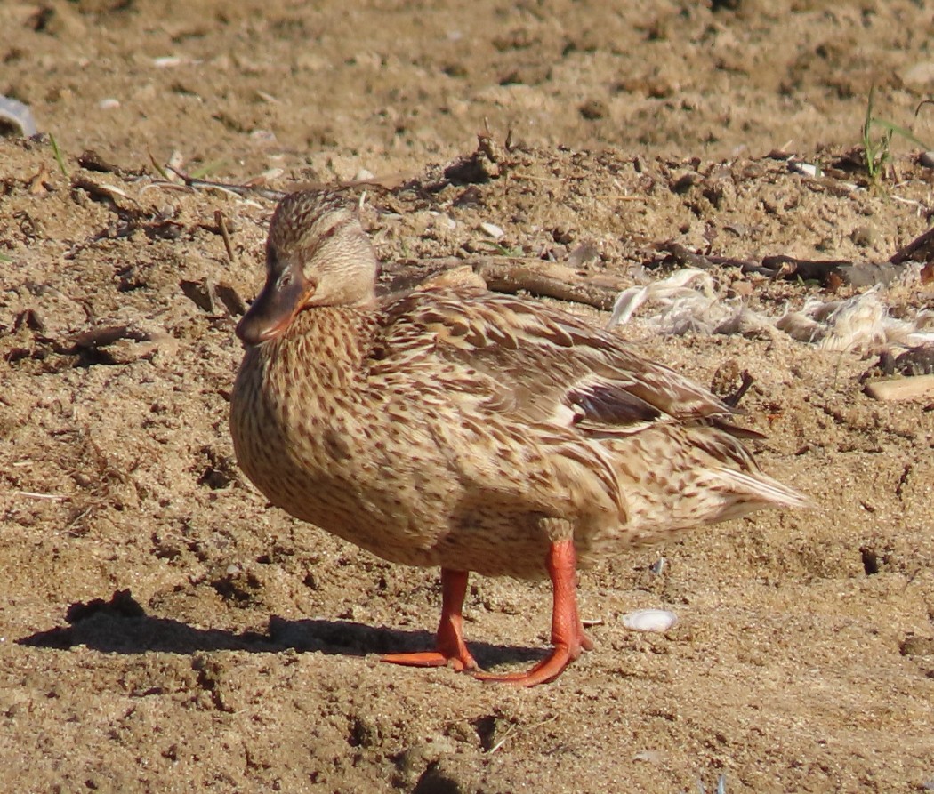Mallard