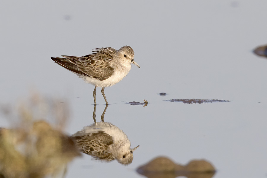 Sanderling