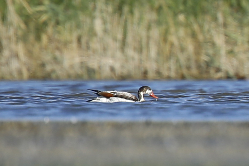 Common Shelduck