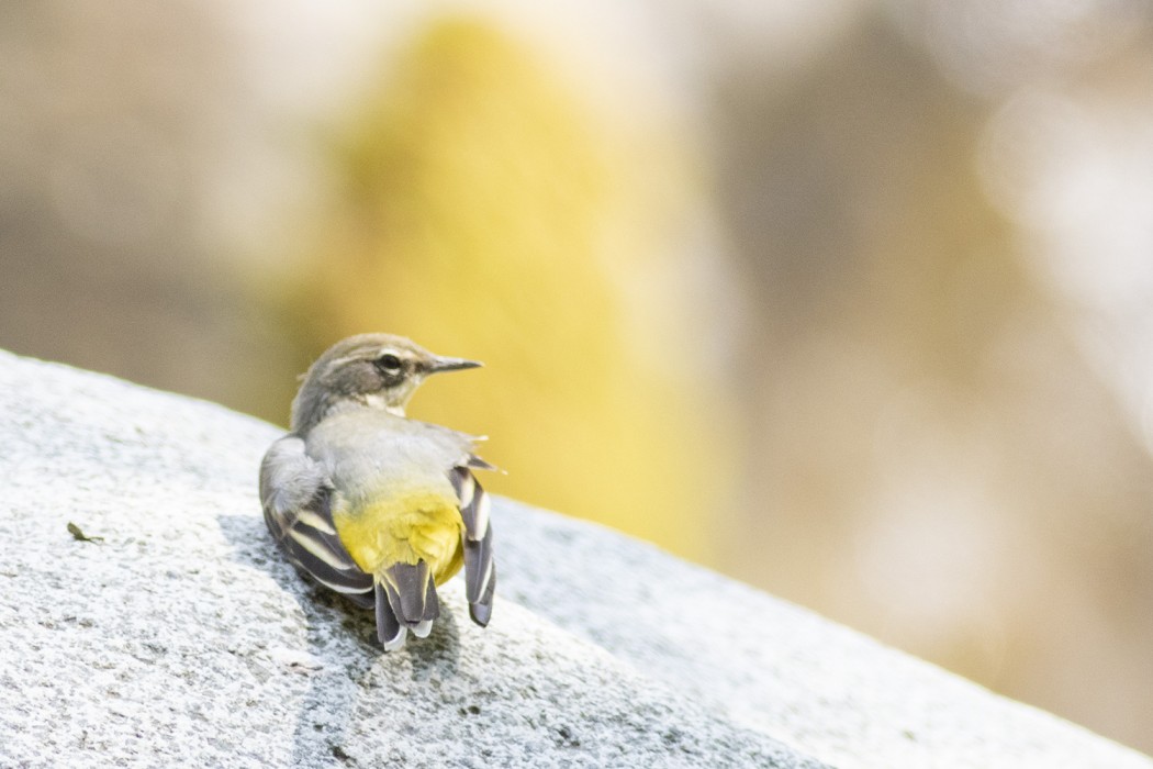 Grey Wagtail
