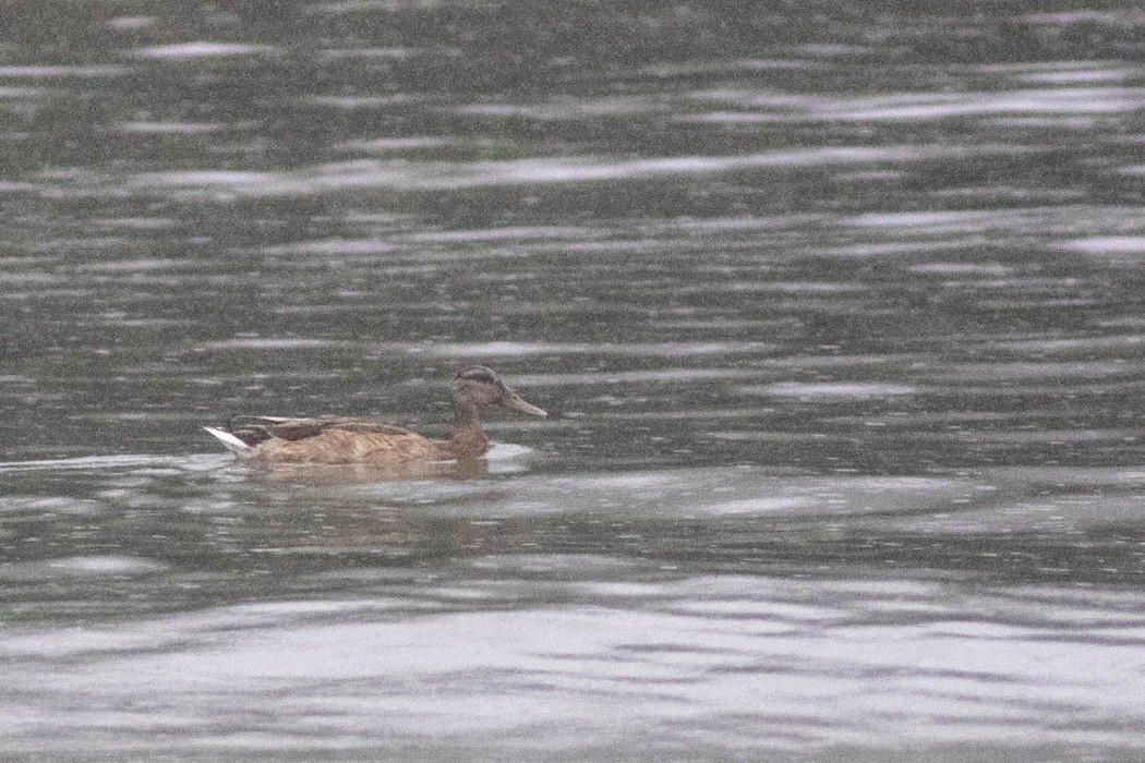 Mallard