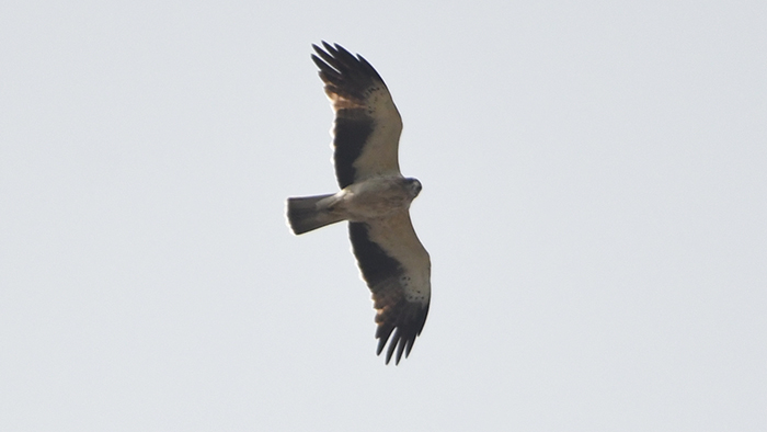 Booted Eagle
