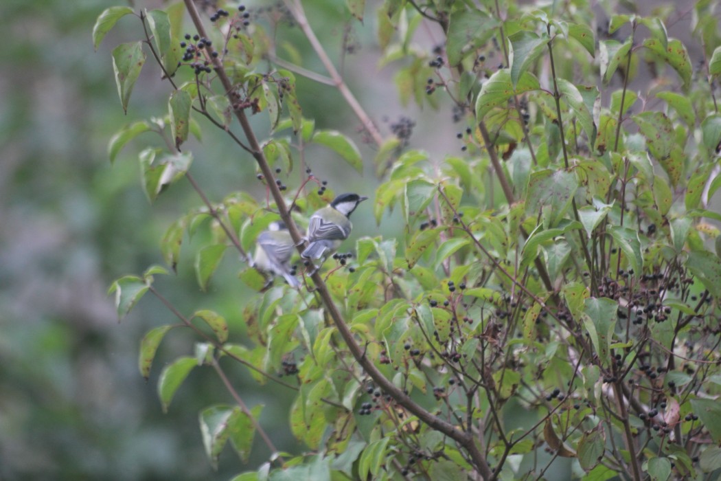 Great Tit