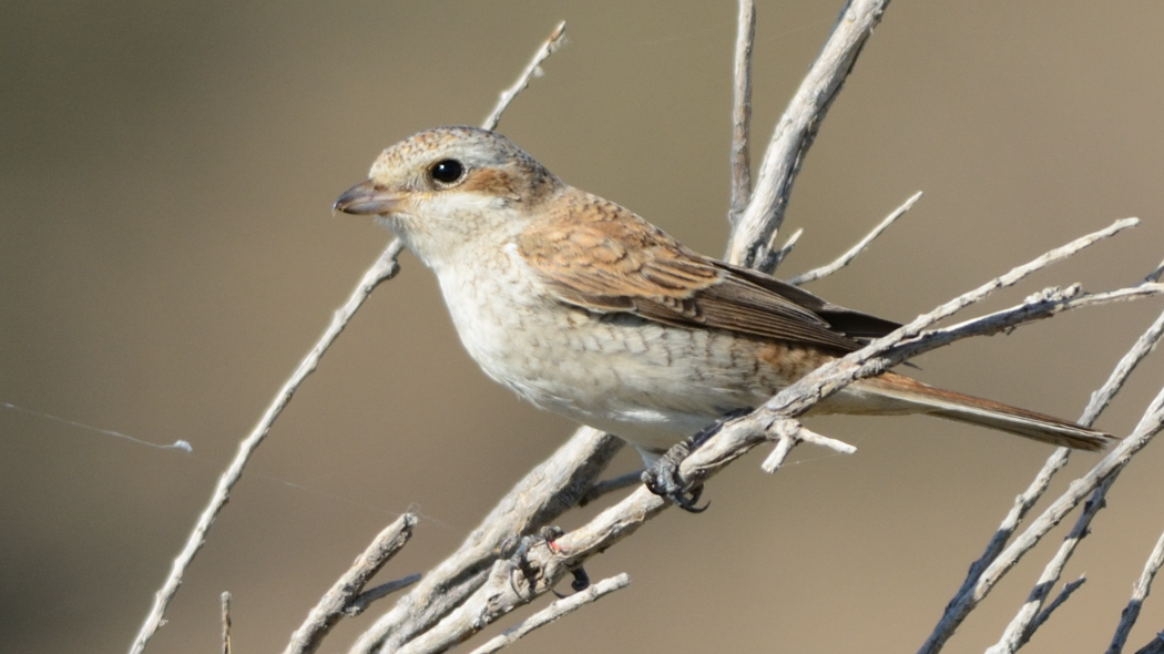 Red-backed Shrike