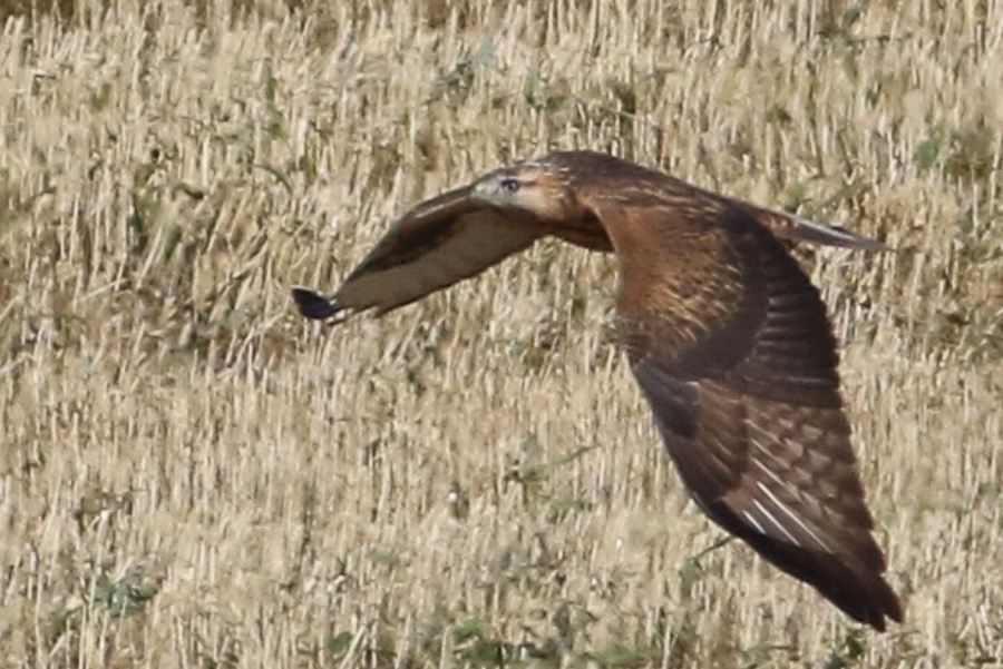 Long-legged Buzzard
