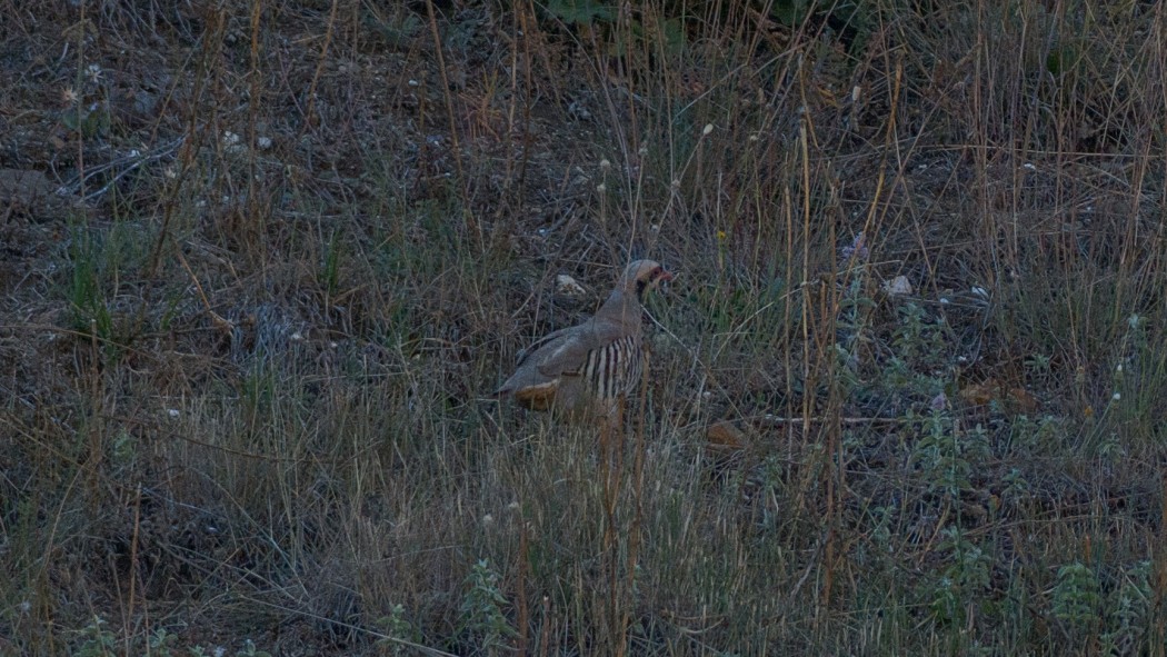 Chukar Partridge