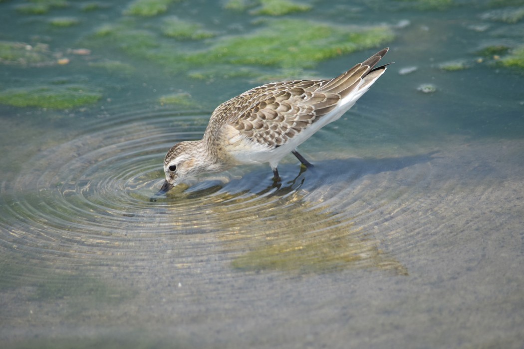 Curlew Sandpiper