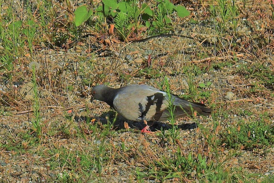 Rock Dove