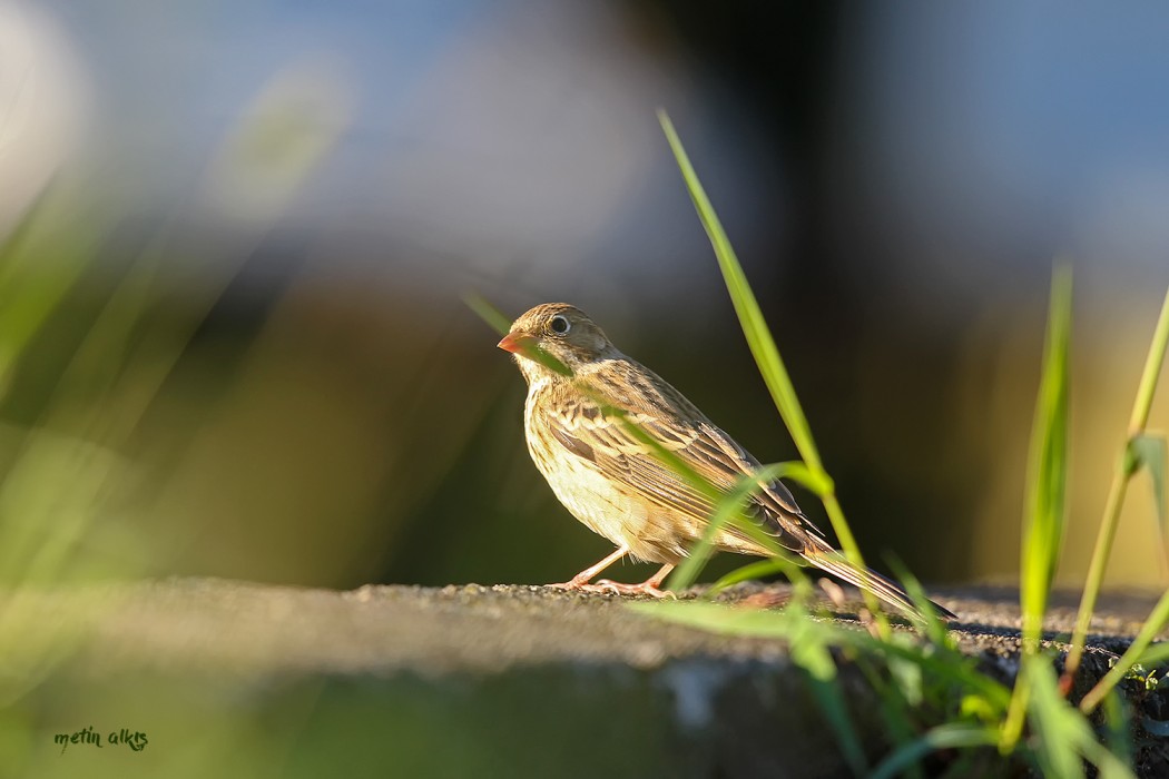 Ortolan Bunting
