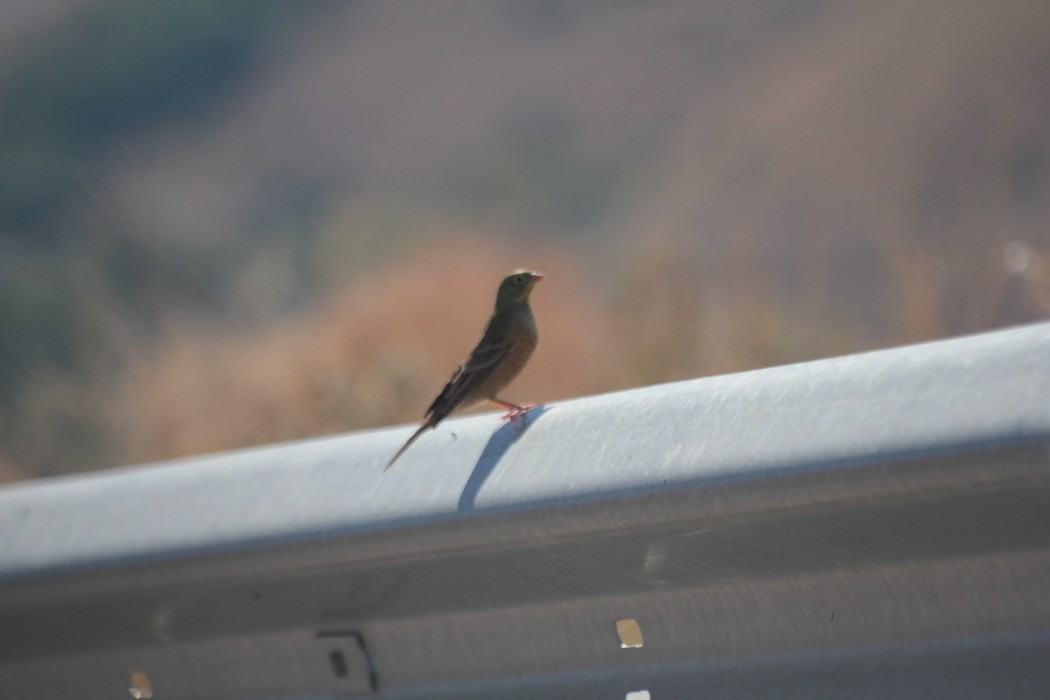 Ortolan Bunting