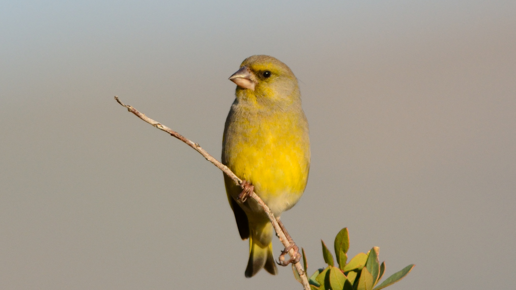 European Greenfinch