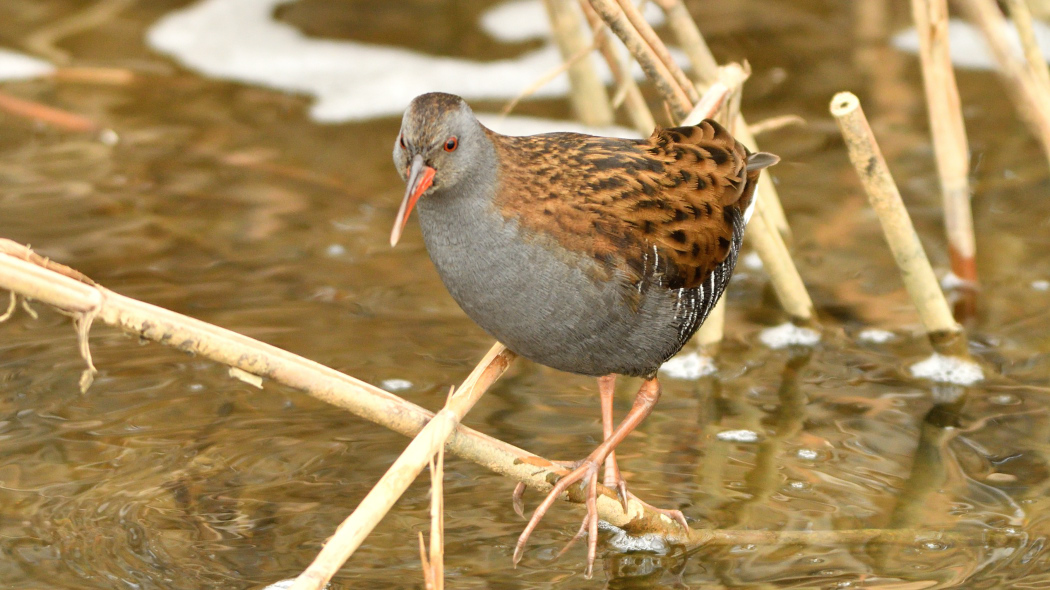 Water Rail