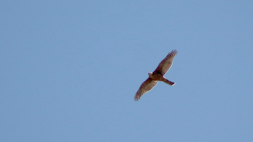 Northern Goshawk