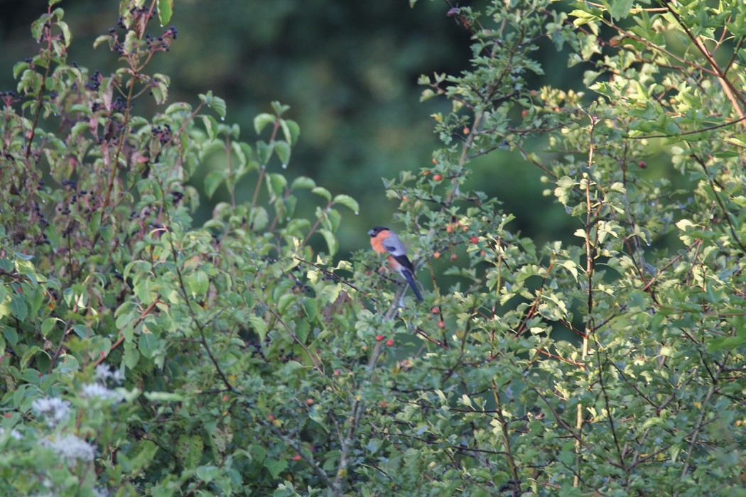 Eurasian Bullfinch
