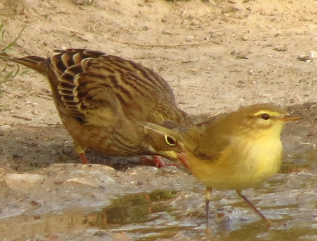Ortolan Bunting