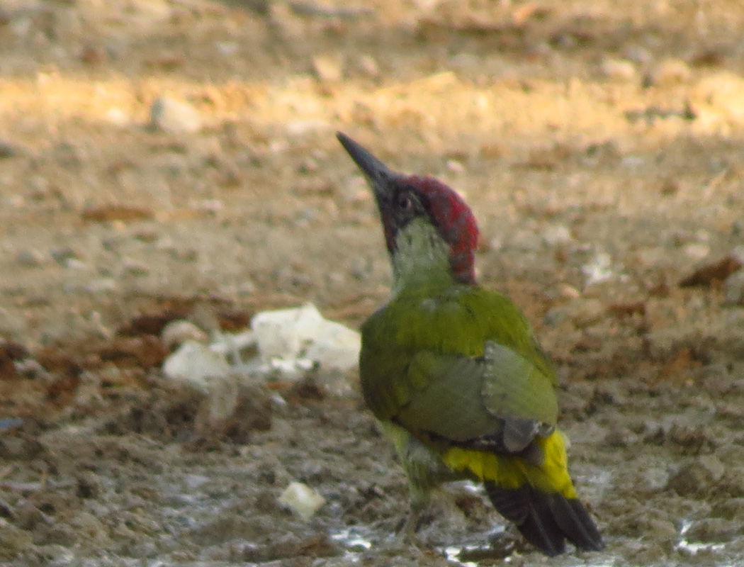 European Green Woodpecker