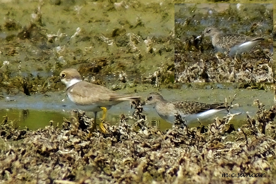 Temminck`s Stint