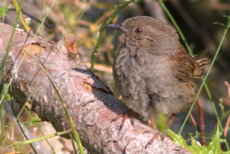 Dunnock