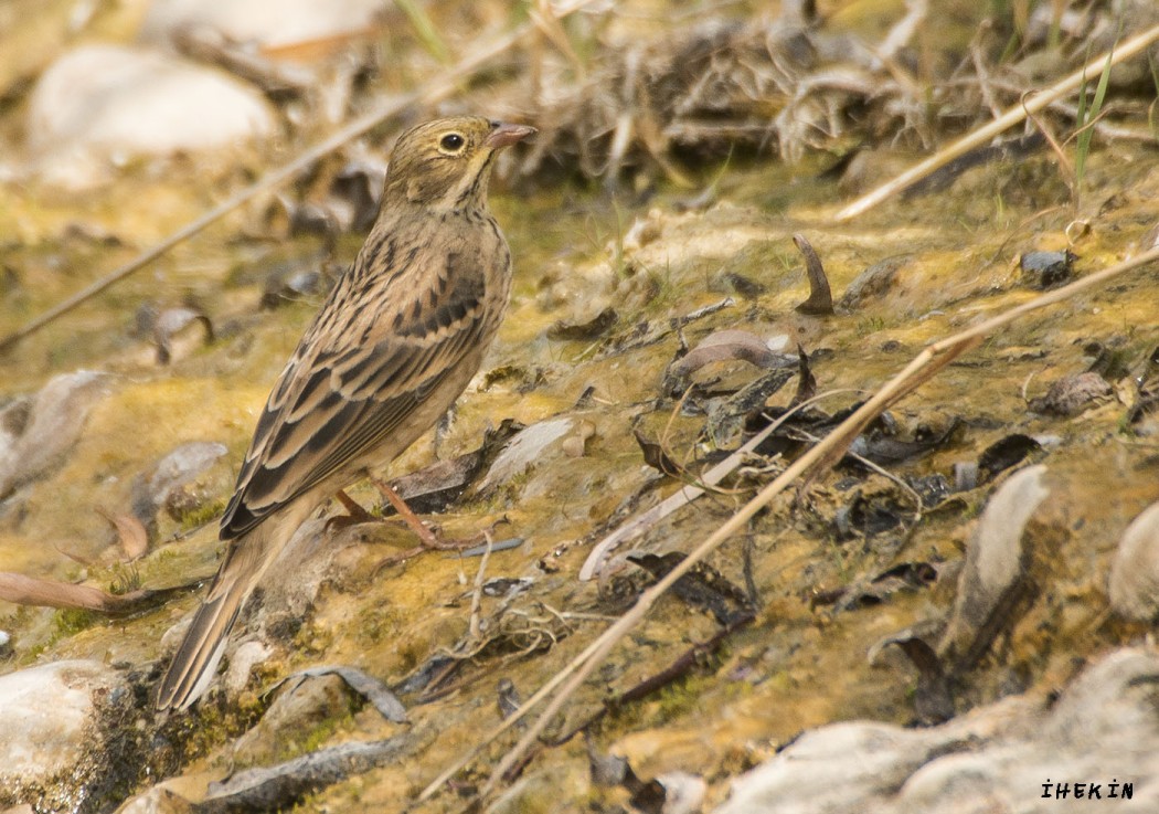 Ortolan Bunting