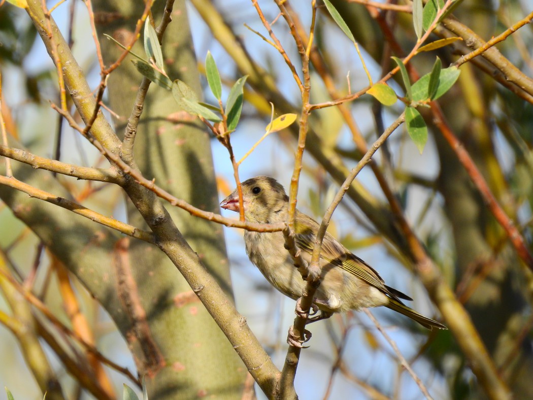 European Greenfinch