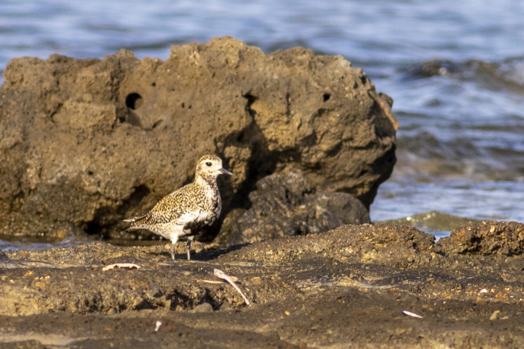 European Golden Plover