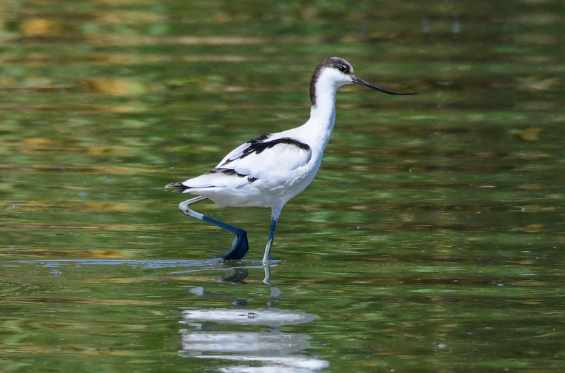 Pied Avocet