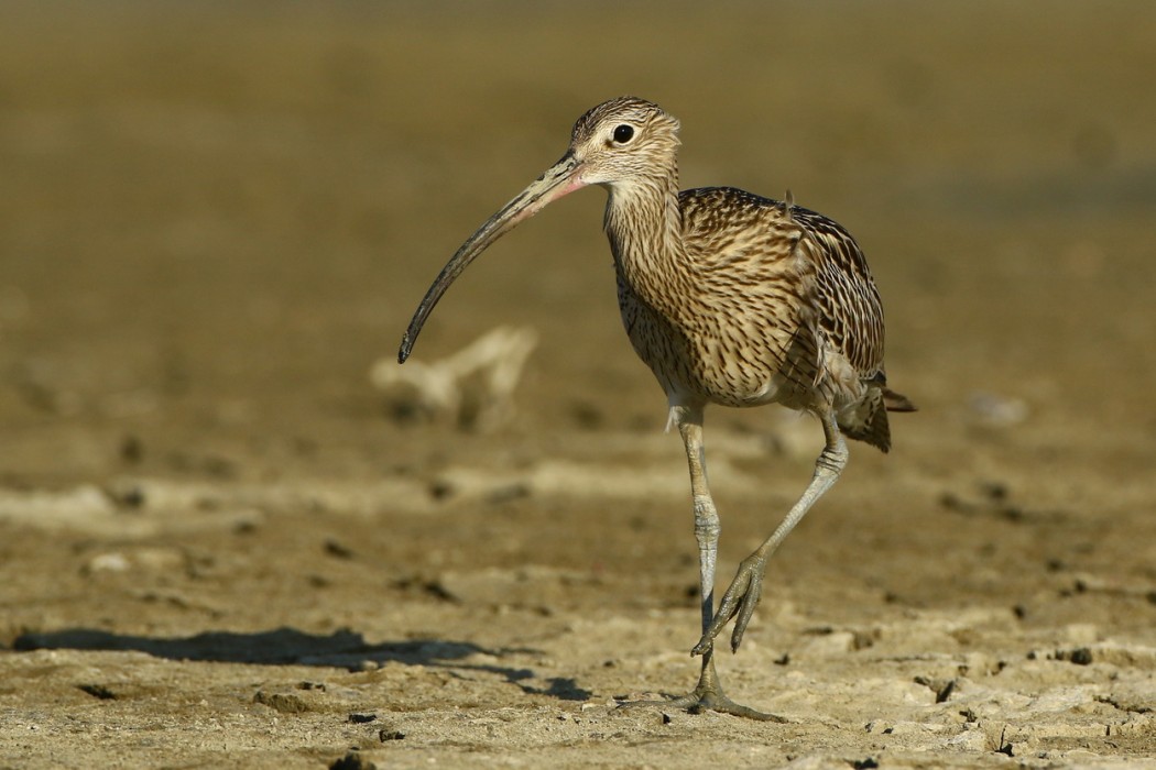 Eurasian Curlew